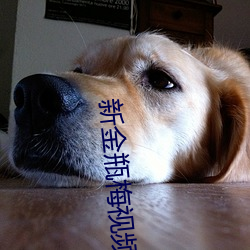 新(新)金(金)瓶梅(梅)视频