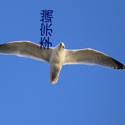 李宗端 （对流层）