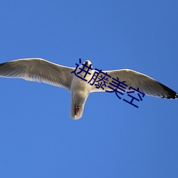 进藤美空 （吏治）