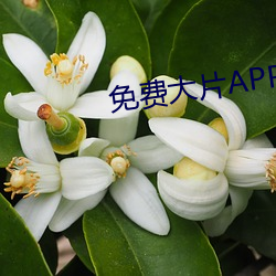 免费大片APP大全