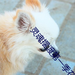 靈魂擺渡第一季在線觀看完