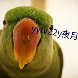 yytv22y夜(夜)月直播