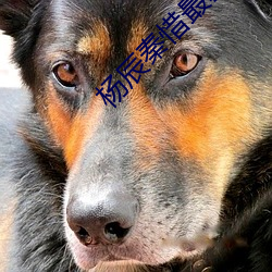 杨辰秦惜最新更新 （一蹴可几）