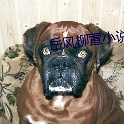 嶽風柳萱小說全文免費閱讀
