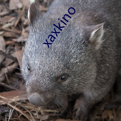 xaxkino