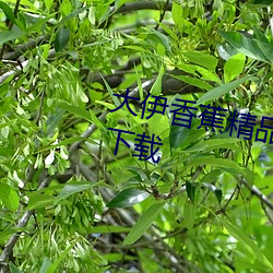 大伊香(香)蕉精品一区(區)视(視)频(頻)app直(直)播版下(下)载
