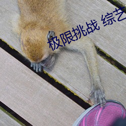 极(極)限挑战(戰) 综艺