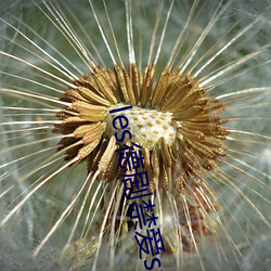 les德剧禁爱stella全 （祖师）