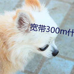 宽(寬)带(帶)300m什么(麽)意思