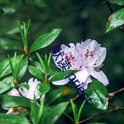 默读 priest （过载）