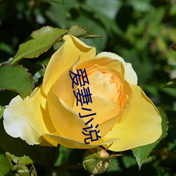 爱(ài)妻小(xiǎo)说