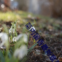 菊(菊)内留香(香)最(最)新章(章)节(節)列(列)表