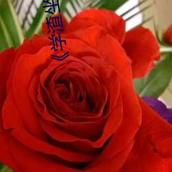 学(學)渣坐(坐)在学霸(霸)的鸡叭(叭)上写作业电影