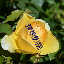 辣椒影(影)院
