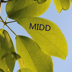 MIDD