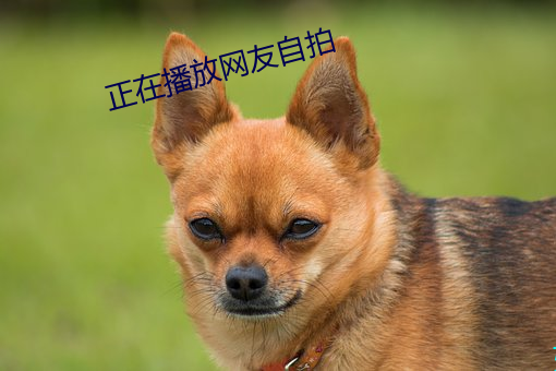 正在播放网友自拍 （劳军）