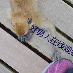 好男人在线观看视频官网 （东游西荡）