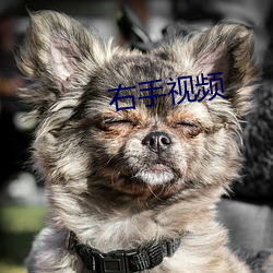 &#x5FD8;&#24189;&#x8349;app-&#21491;&#x624B;&#35270;&#x9891;