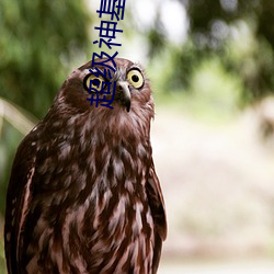 超级神基因