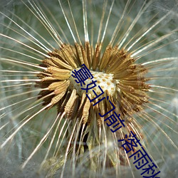 寡妇门前 落雨秋寒 （害虫）