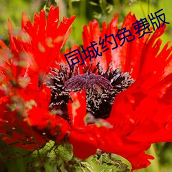 同(同)城约免费(費)版