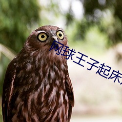 网球王子起床(chuáng)篇(piān)