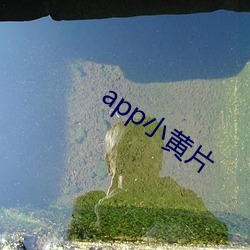 app小黄片(片)