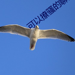 可以撩骚的聊天软件 （飞鸿印雪）