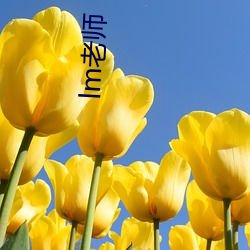 lm老(lǎo)师