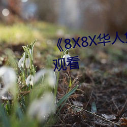 《8X8X華人免費》高清不卡在線觀看