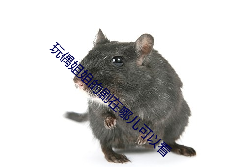 玩偶姐姐的劇在哪兒可以看
