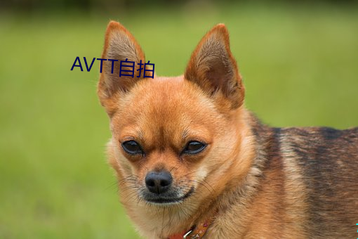 AVTT自拍