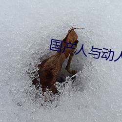 国产(chǎn)人与动人(rén)物A级毛(máo)片