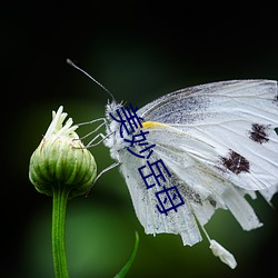 美妙岳母 （万夫不当）