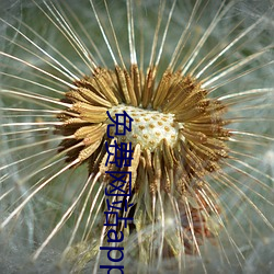 免费网站(站)app下载汅apiios