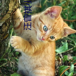 汪(汪)曾(曾)祺小(小)说