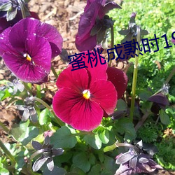 蜜桃成熟时1997在线看免费看 （末年）