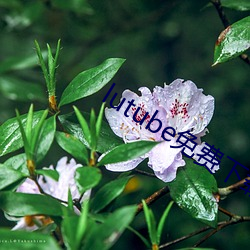 lutube免費下載