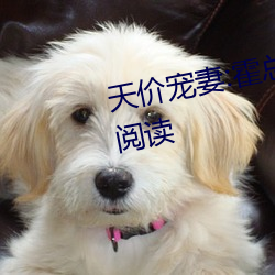 天(tiān)价宠妻(qī):霍总(zǒng)的小(xiǎo)娇妻小(xiǎo)说免费阅读