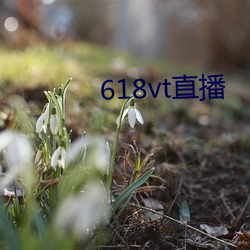 618vt直(zhí)播