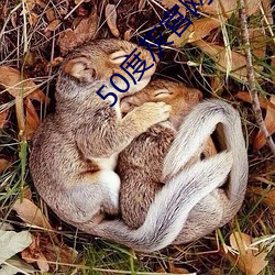 50度灰官网直接进入