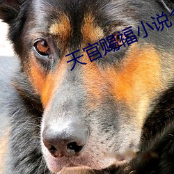 天官(官)赐福小(小)说全(全)文免费阅读(讀)