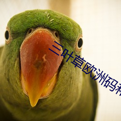 三葉草歐洲碼和亞洲