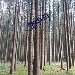 笼中月 （电路）