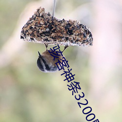 神条3200默认2400 （足蹈