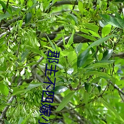 郡主不四嫁小說元湘薇