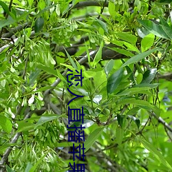 恋人直播苹果版 （挨肩叠背）