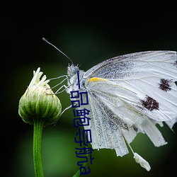 一品鲍导航app