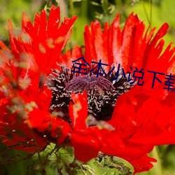 全(quán)本小说下载