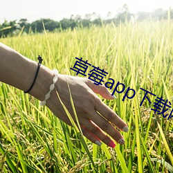 草莓app下载网址(址)进入(入)18在(在)线(線)观看ios